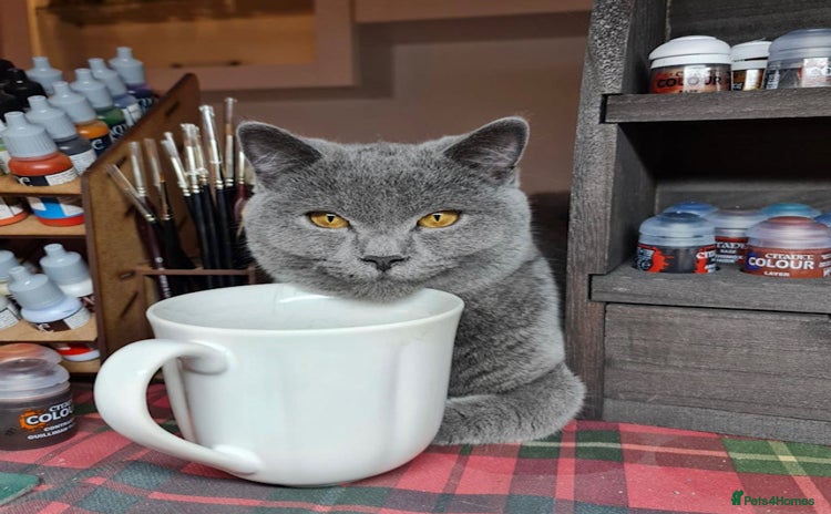 British Shorthair cats - Advert 2