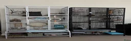 Sugar Glider rodents for sale: 4 Sugar gliders with 2 cages and accessories - Advert 4