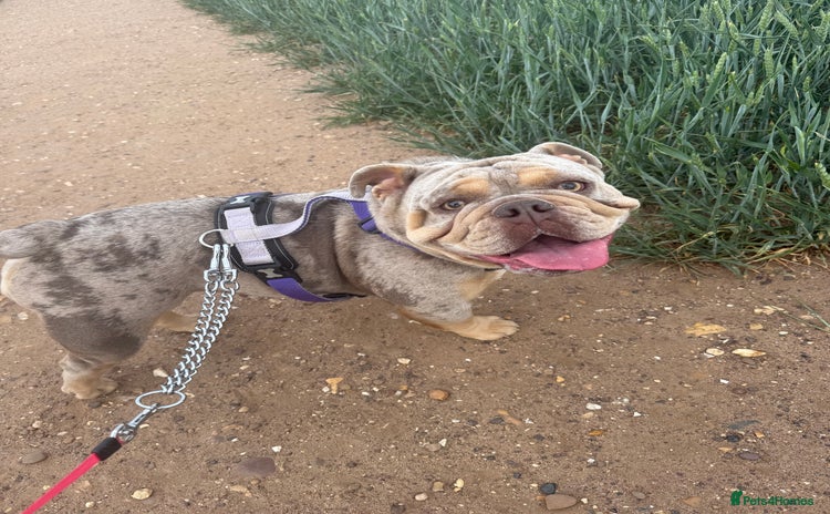 English Bulldog dogs - Advert 2