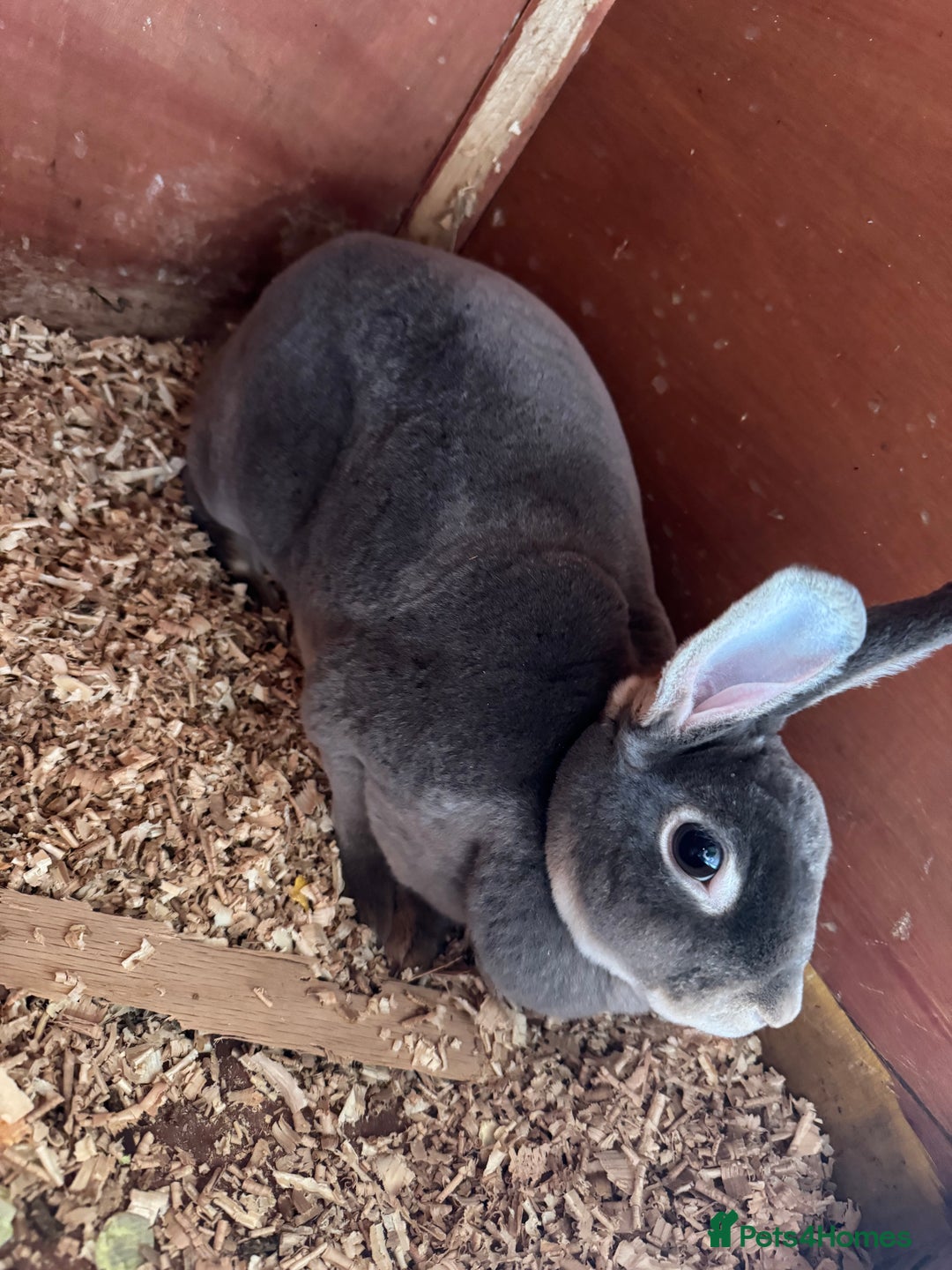 Rex rabbits for sale: mini rex does  - Image 3