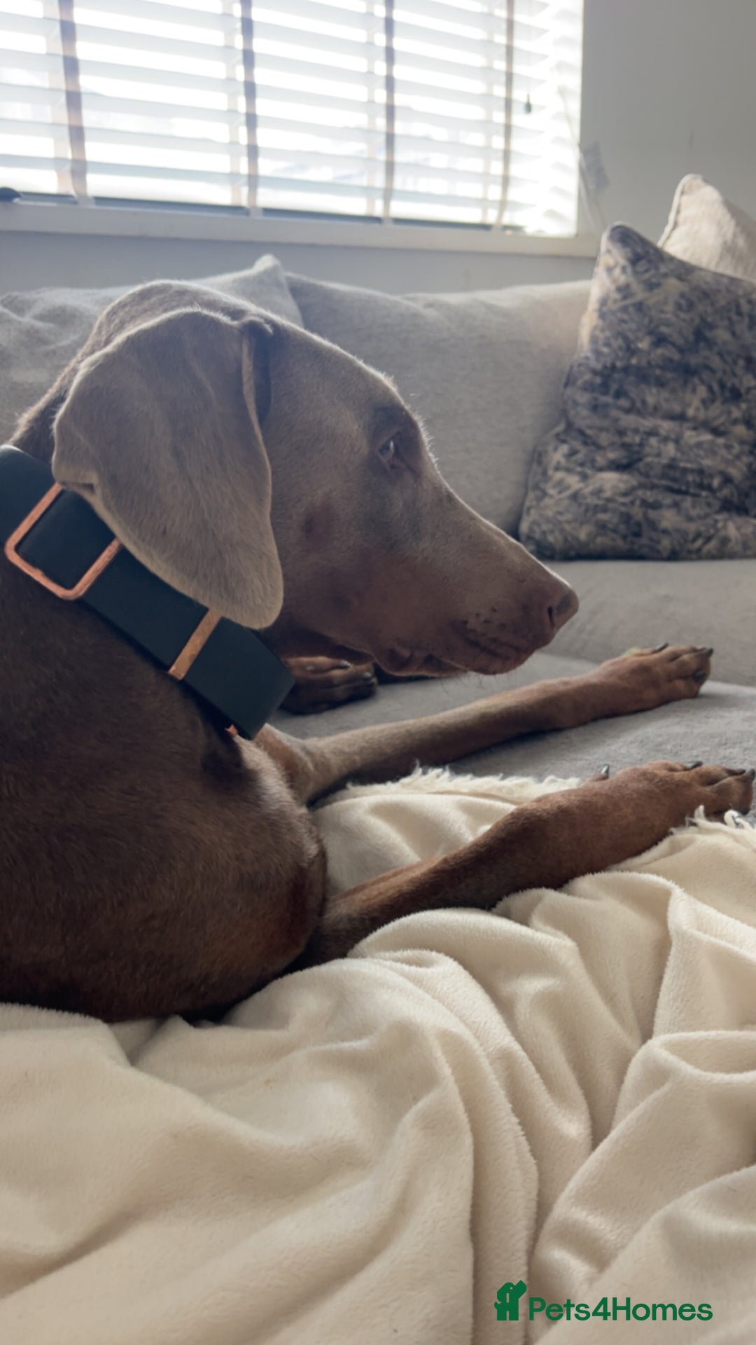 Dobermann dogs for sale: 12 stunning Doberman puppies - Image 4