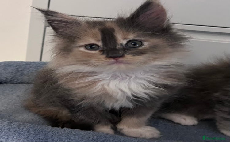 Maine Coon cats - Advert 2