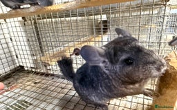 Chinchilla rodents for sale: Males and female chinchillas.  - Advert 25