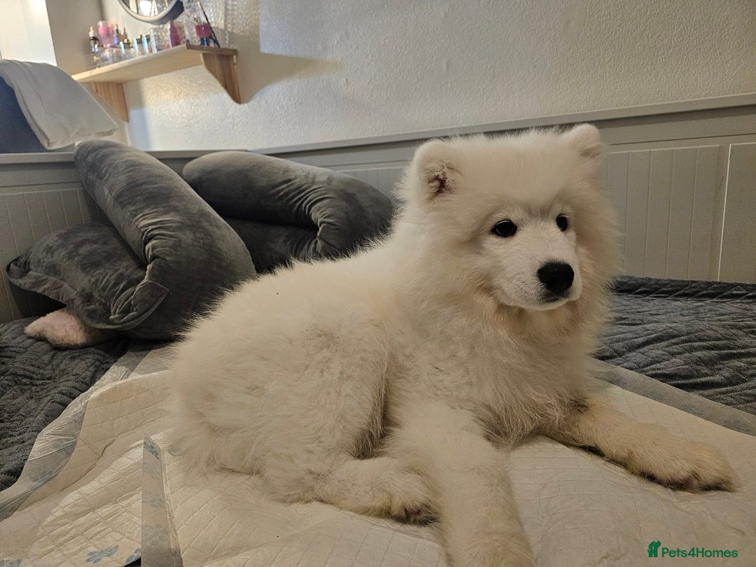 Samoyed dogs for sale: Beautiful, cheerful Samoyeds.  - Advert 7