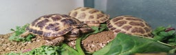 Tortoise reptiles for sale: Beautiful Baby Horsefield Tortoises  - Advert 4