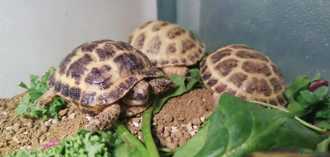 Tortoise reptiles for sale: Beautiful Baby Horsefield Tortoises  - Advert 4