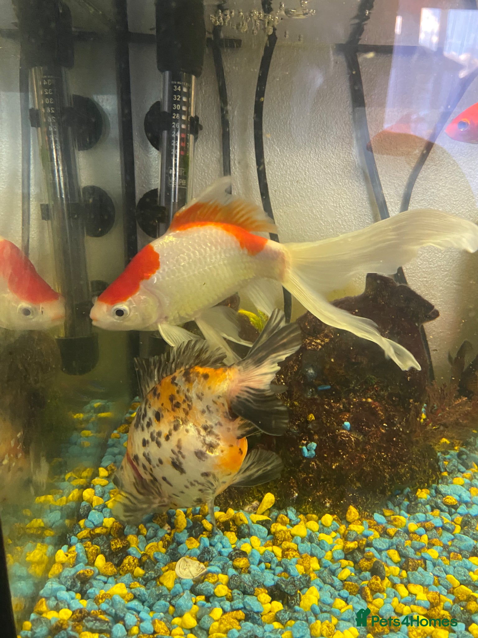 Goldfish fish for sale: 🐟 Beautiful Goldfish for Sale 🐟 in Mansfield - Advert 2