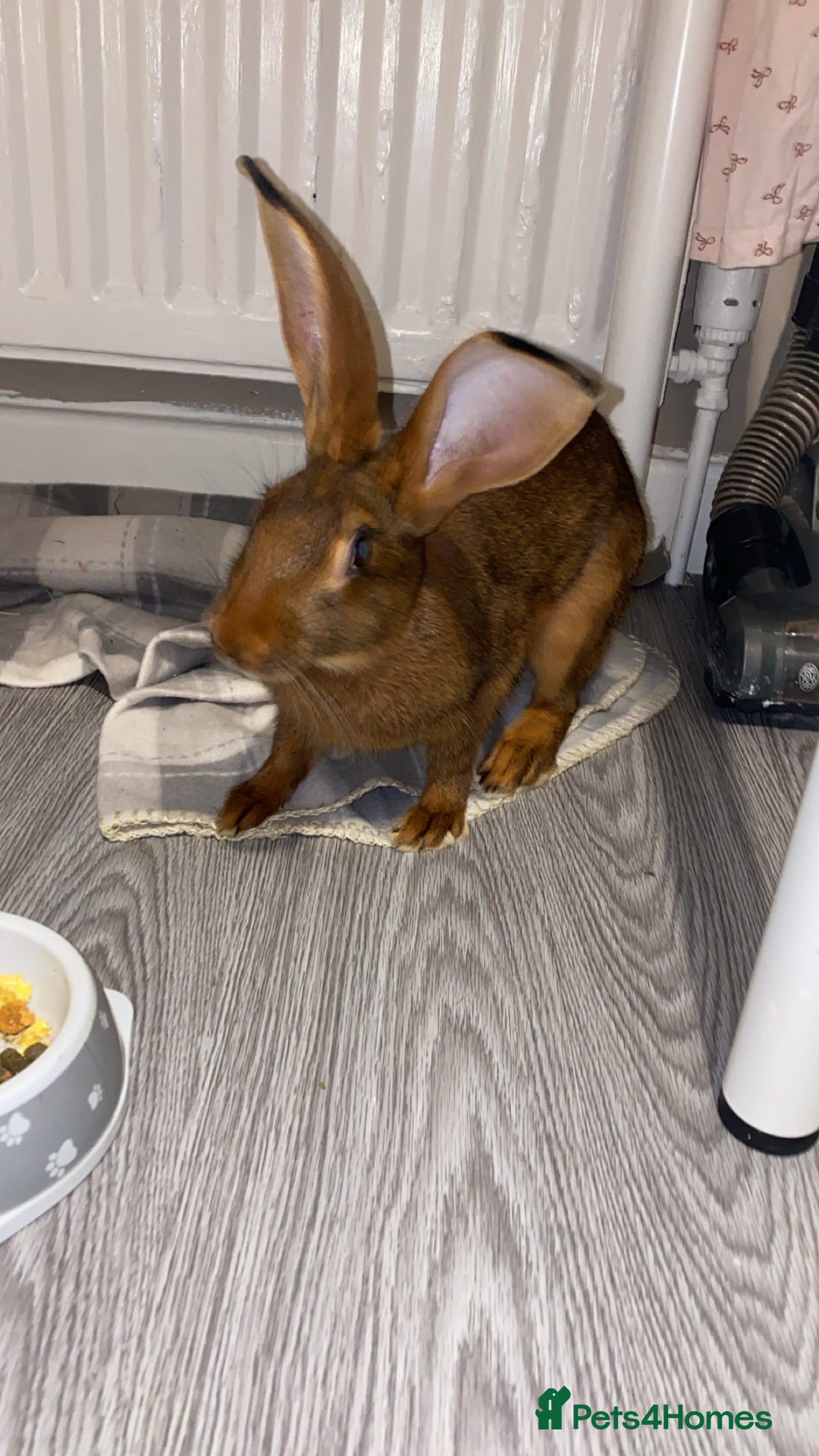 Belgian Hares rabbits for sale: Belgian hare 7 months old - Advert 6