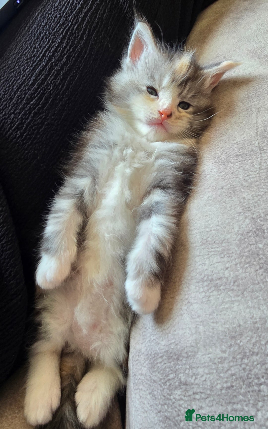 Maine Coon cats for sale: TICA Pedigree Maine Coon Kittens  - Image 9