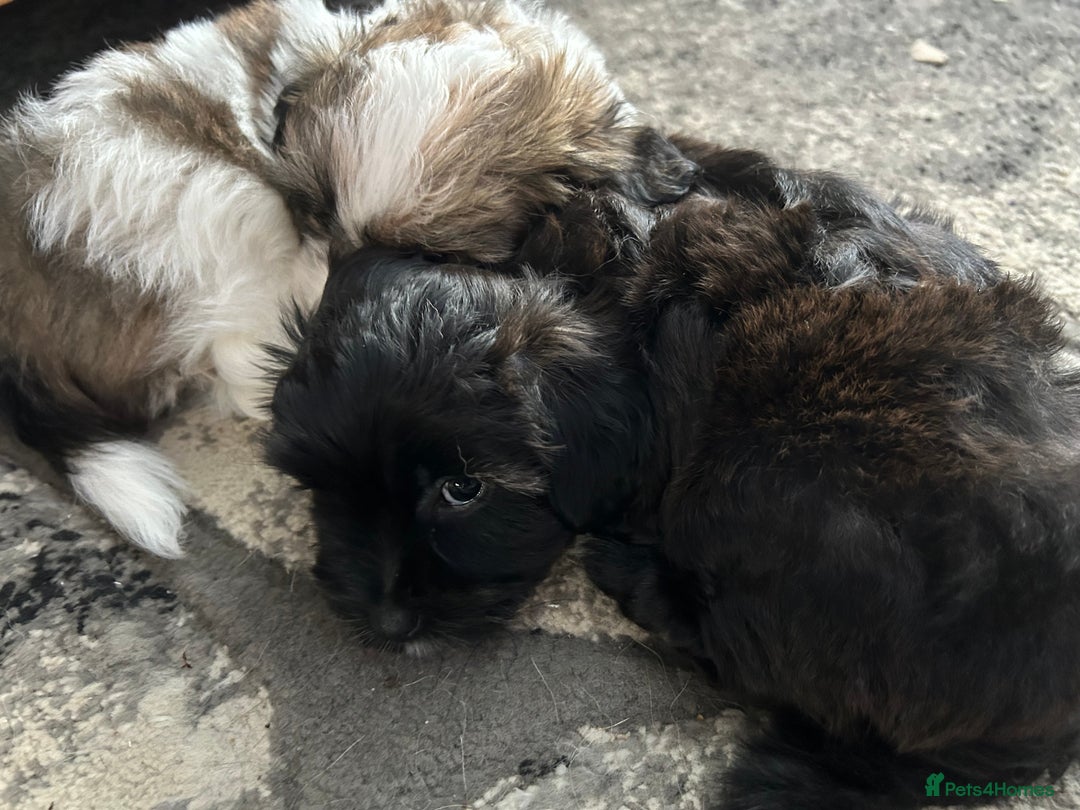 Maltipoo dogs for sale: Maltipoo puppies  - Image 18