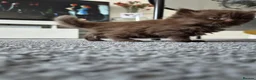 Scottish Fold cats for sale: Scottish fold and stright. Playful 5 females  - Advert 24