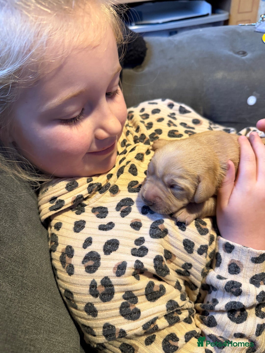 Labrador Retriever dogs for sale: Dudley Labrador Puppies - Advert 18