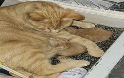 Domestic Shorthair cats for sale: 2 gorgeous ginger female kittens - Image 7