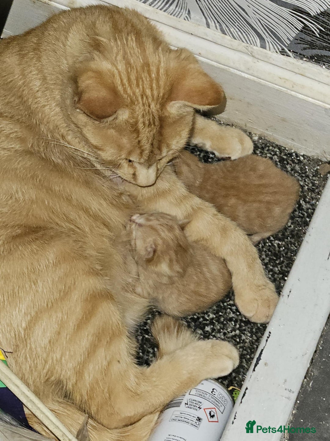 Domestic Shorthair cats for sale: 2 gorgeous ginger female kittens - Image 7