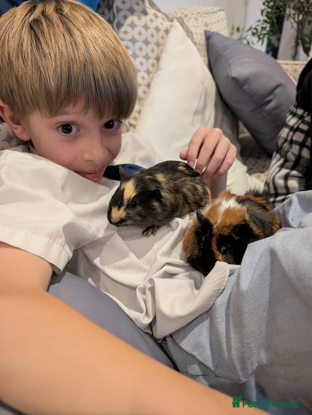 Tan rabbits for sale: Beautiful baby GUINEA PIGS - Image 6