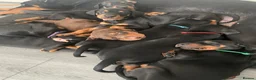 Dobermann dogs for sale: Doberman puppies  - Advert 9