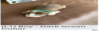 (L1) Boy - Dark Green Collar