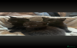 Mixed Breed cats for sale: BLACK KITTEN FOR SALE mix breed(half russian blue) - Image 3