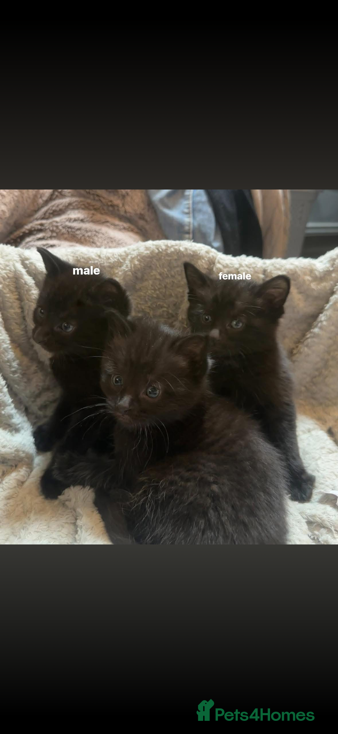 Mixed Breed cats for sale: BLACK KITTEN FOR SALE mix breed(half russian blue) - Image 3