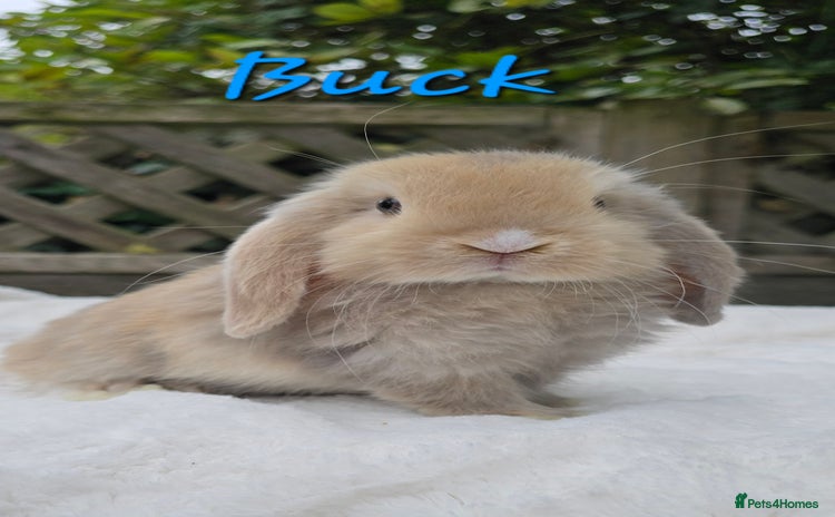 Mini Lop rabbits - Advert 4