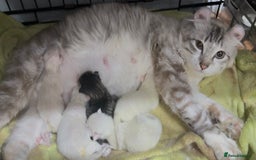 American Curl cats for sale: American curl silver,tabby rare breed - Image 9