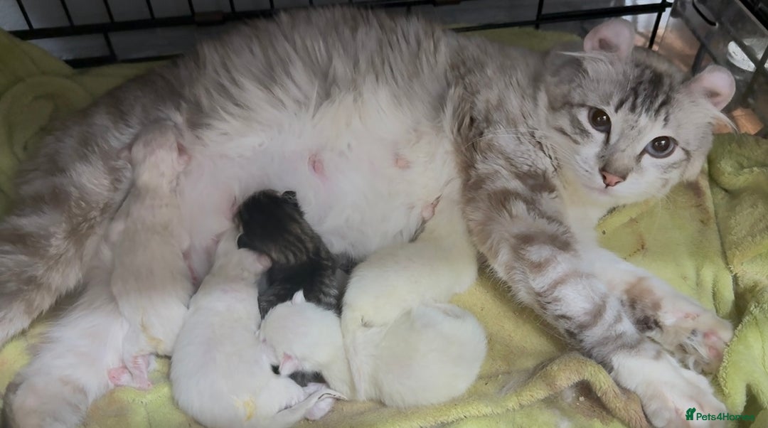 American Curl cats for sale: American curl silver,tabby rare breed - Image 9