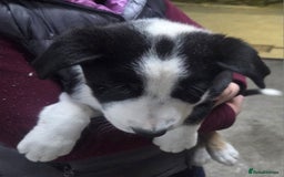 Border Collie dogs for sale: Outstanding Male Border Collie Pup - Image 2