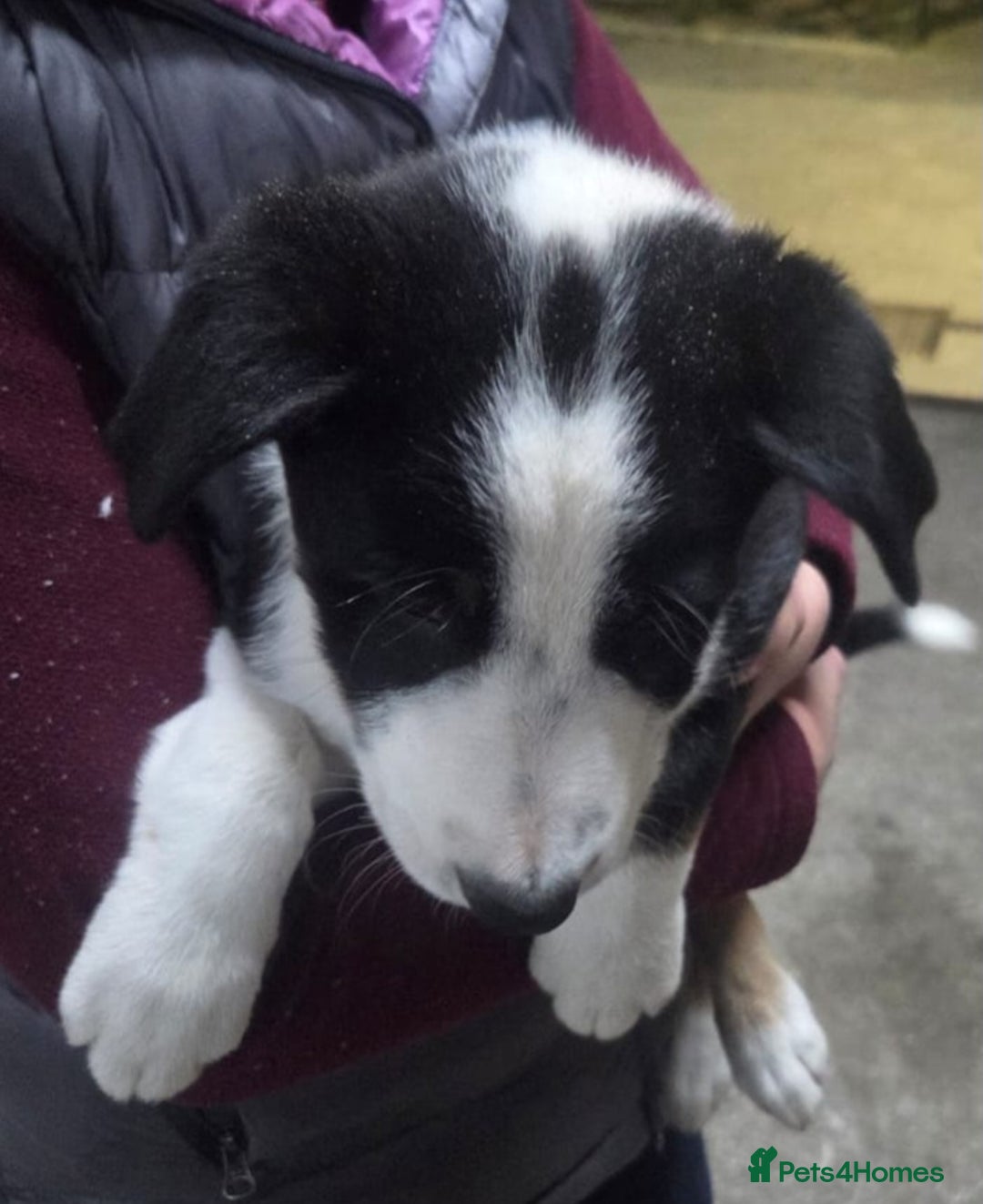 Border Collie dogs for sale: Outstanding Male Border Collie Pup - Image 2