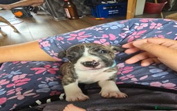 Staffordshire Bull Terrier dogs for sale: Staffie Pups - Image 13