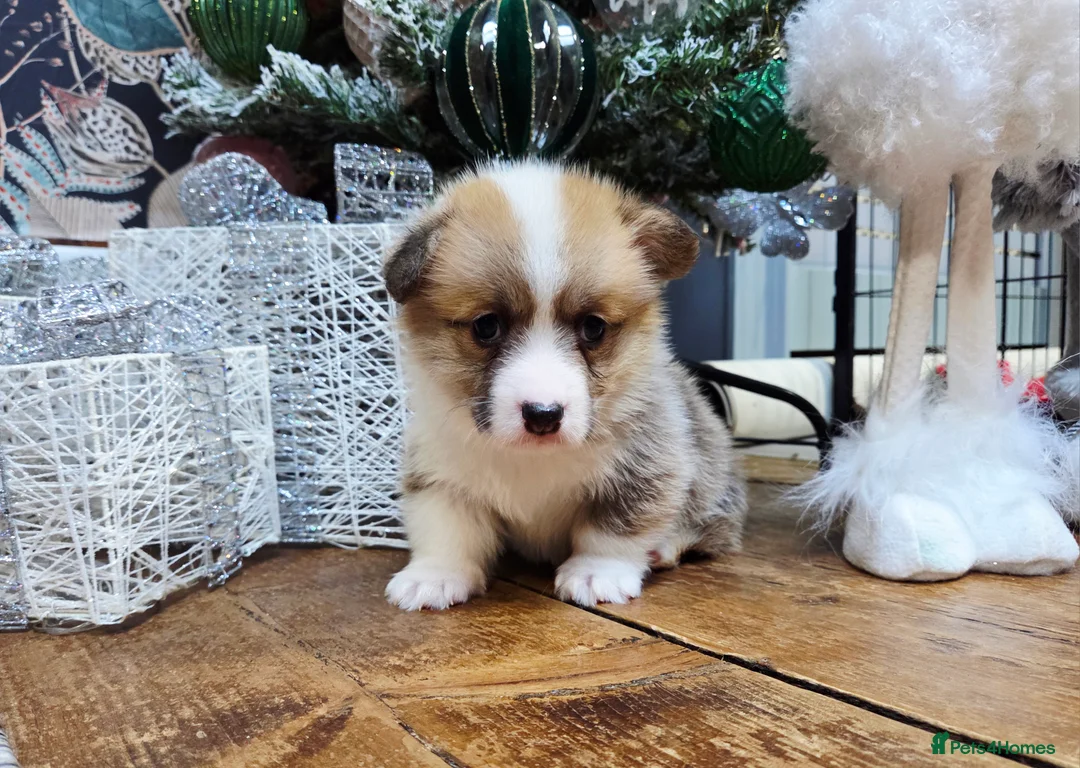 Welsh Corgi Pembroke dogs for sale: Stunning KC Registered Girl Dove Available.  - Advert 16