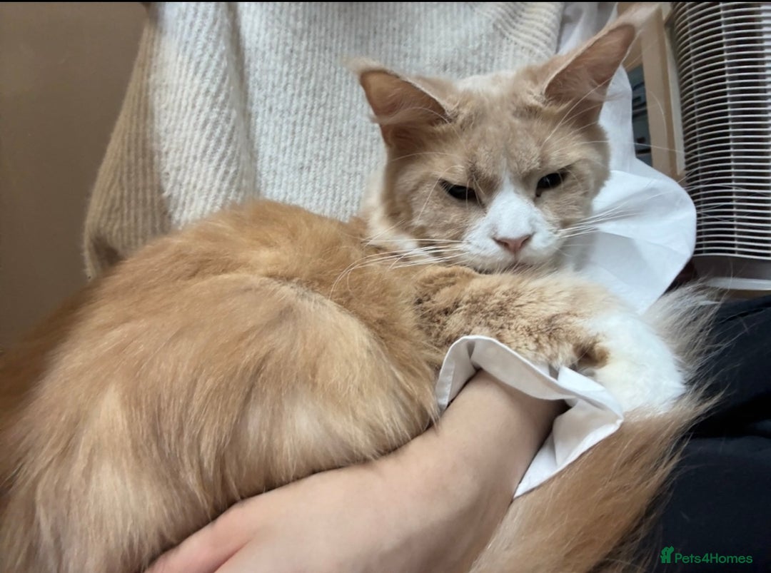 Maine Coon cats for sale: Classic Cream Tabby TICA REG - Advert 1