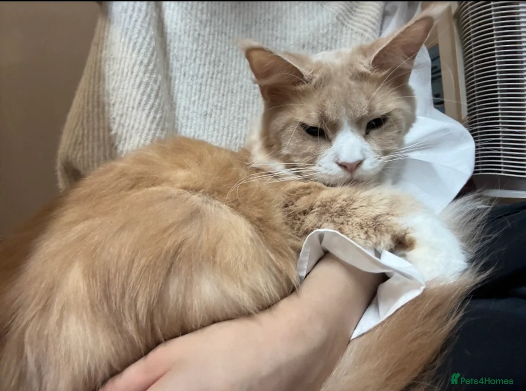 Maine Coon cats for sale: Very Large Classic Cream Tabby TICA REG Ready Now - Advert 1