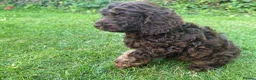 Cockapoo dogs for sale: Very small F1 cockapoo puppies for sale  - Advert 5