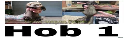 Ferret rodents for sale: Ferret Kits for Sale - Advert 10