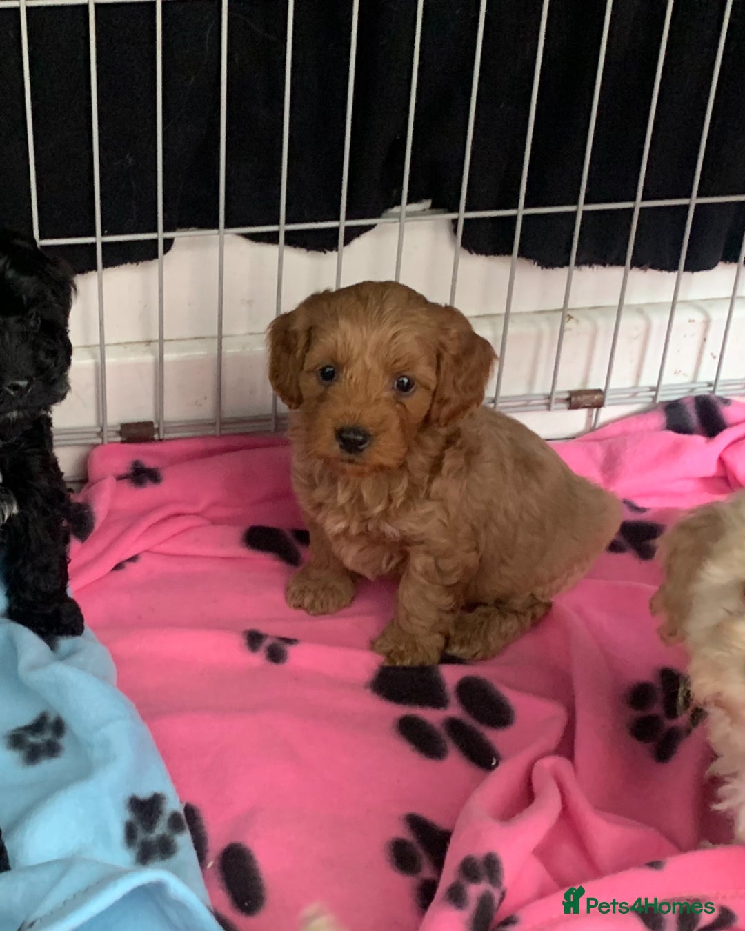 Cockapoo dogs for sale: Cockapoo puppies ready now - Image 17