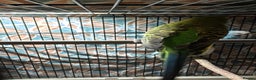 Finches birds for sale: Breeder budgies for sale  - Advert 5