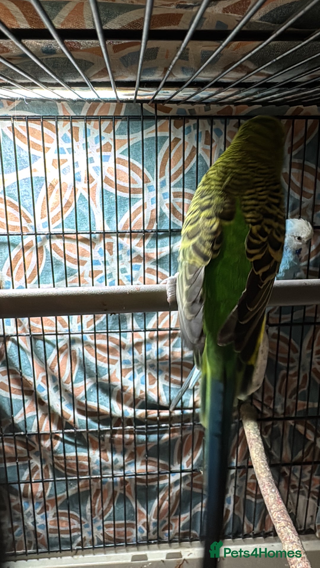 Finches birds for sale: Breeder budgies for sale  - Advert 5
