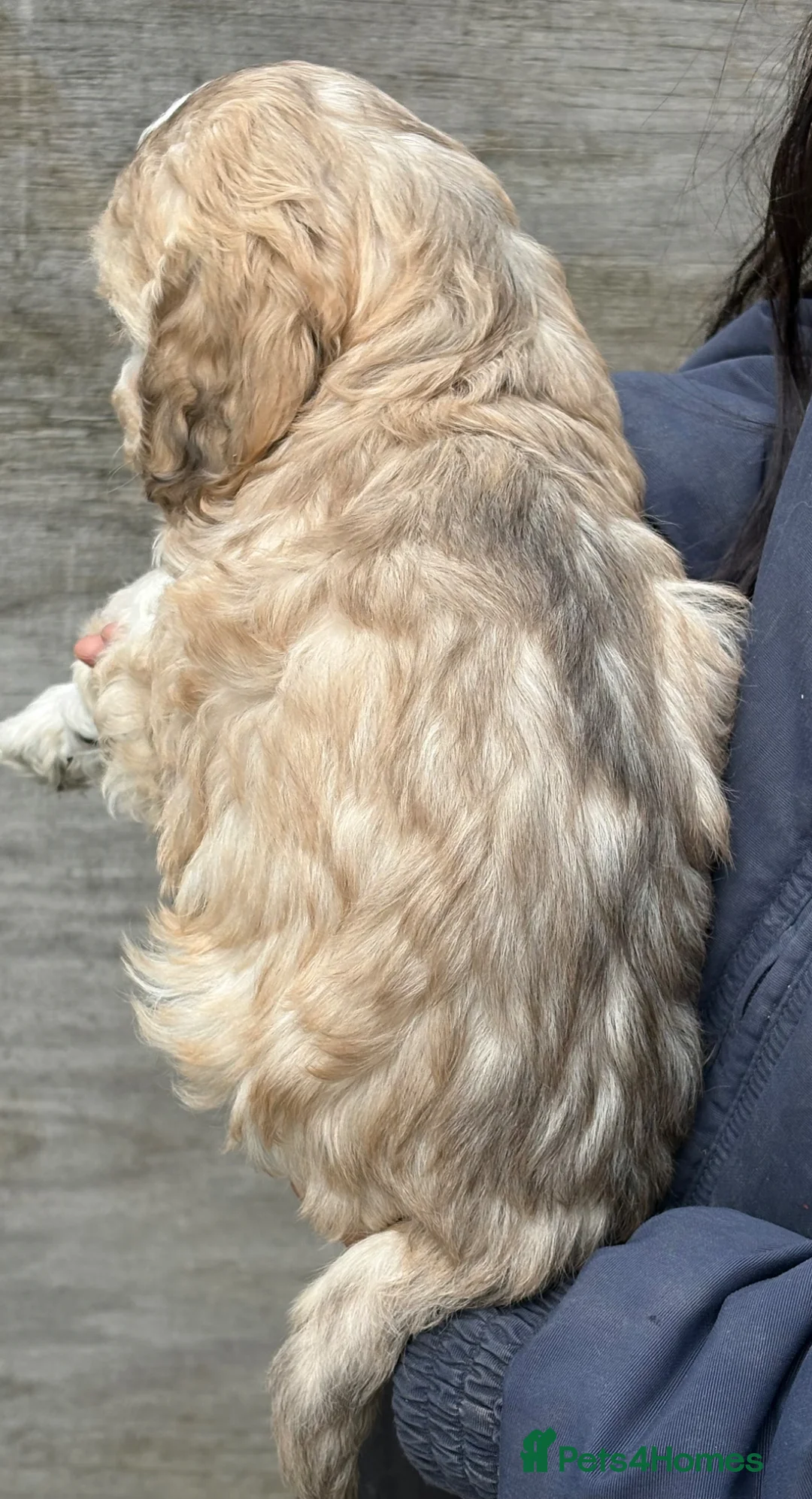 Cockapoo dogs for sale: F1 cockapoo puppies  - Advert 7