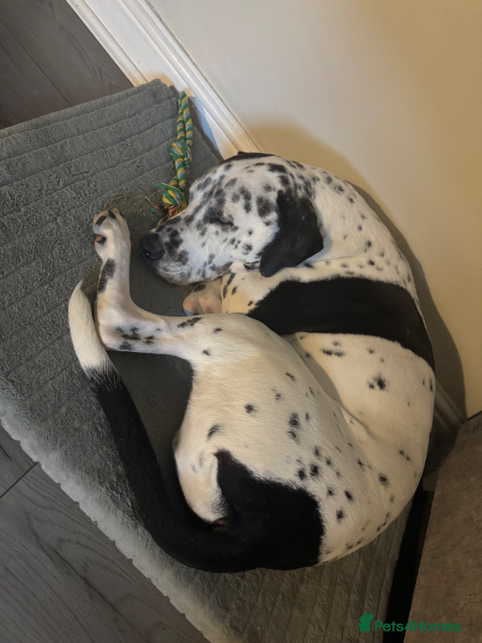 Mixed Breed dogs Dalmation cross for re homing  - Advert 1