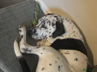 Mixed Breed dogs Dalmation cross for re homing - Advert 1