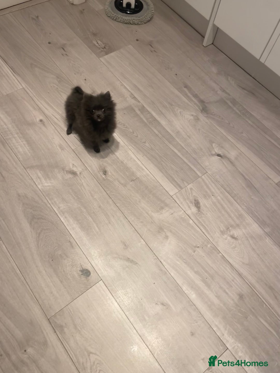 Pomeranian dogs for sale: Micro tiny Pomeranian blue boy - Advert 3