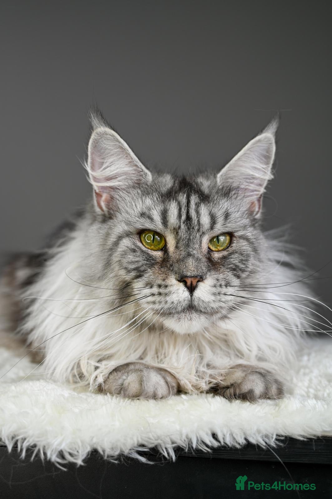 Maine Coon cats Violet - Stunning High Silver Smoke  - Advert 2