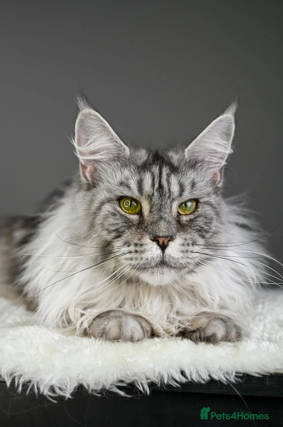 Maine Coon cats for sale: Violet - Stunning High Silver Smoke  - Advert 2