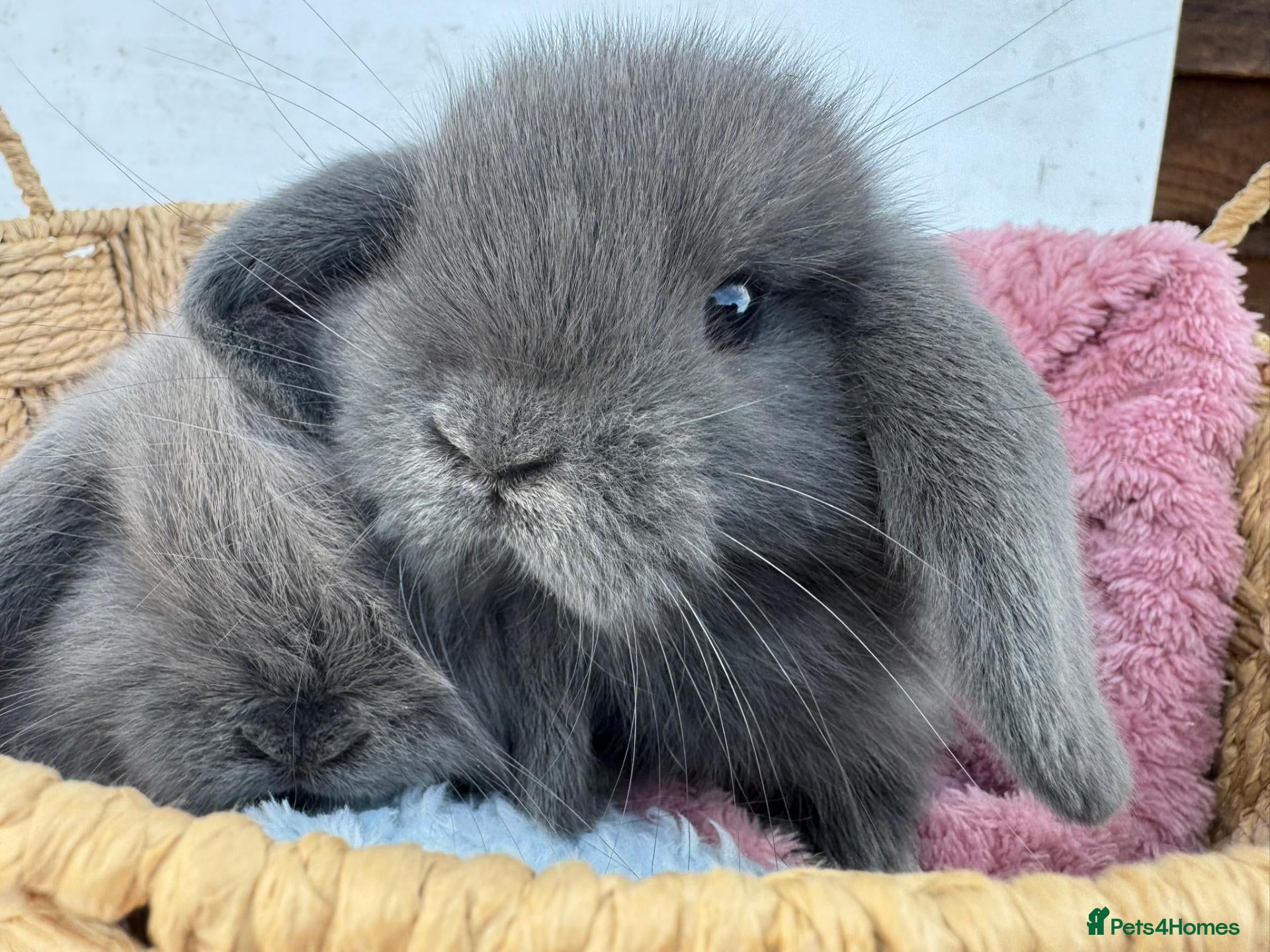 Mini Lop rabbits for sale: Pure bred Mini Lop Rabbits Ready to leave now - Advert 1