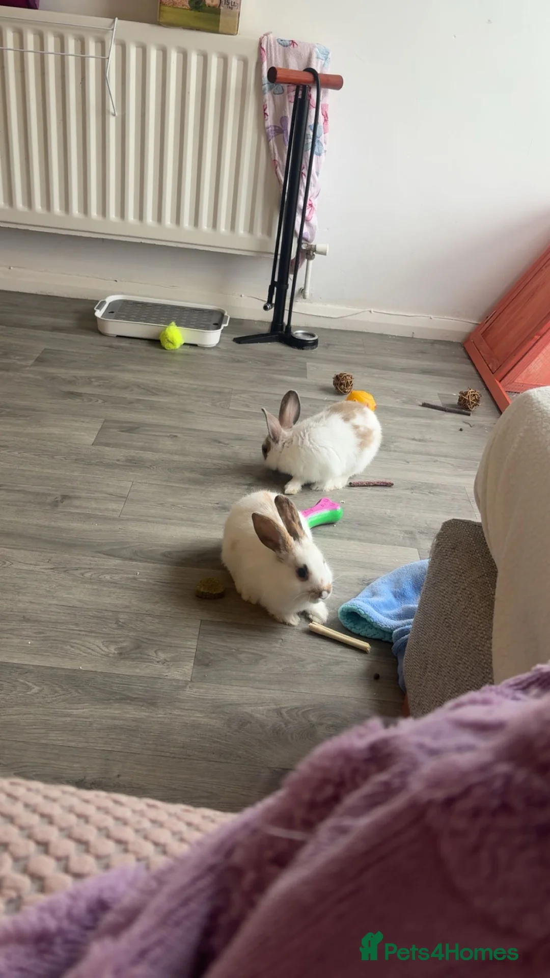 Mixed Breed rabbits for sale: Rehoming my boy and girl rabbit - Advert 1