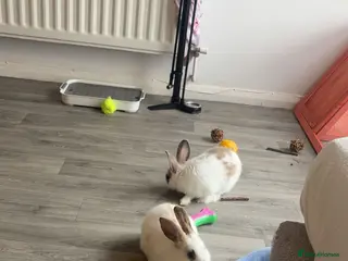 Mixed Breed rabbits Rehoming my boy and girl rabbit - Advert 7