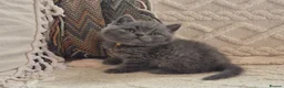 British Shorthair cats for sale: Purebred british shorthair kittens in Wigton - Advert 19