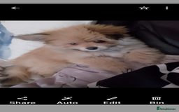 Mixed Breed dogs for sale: Gorgeous super fluffy puppy - Image 5