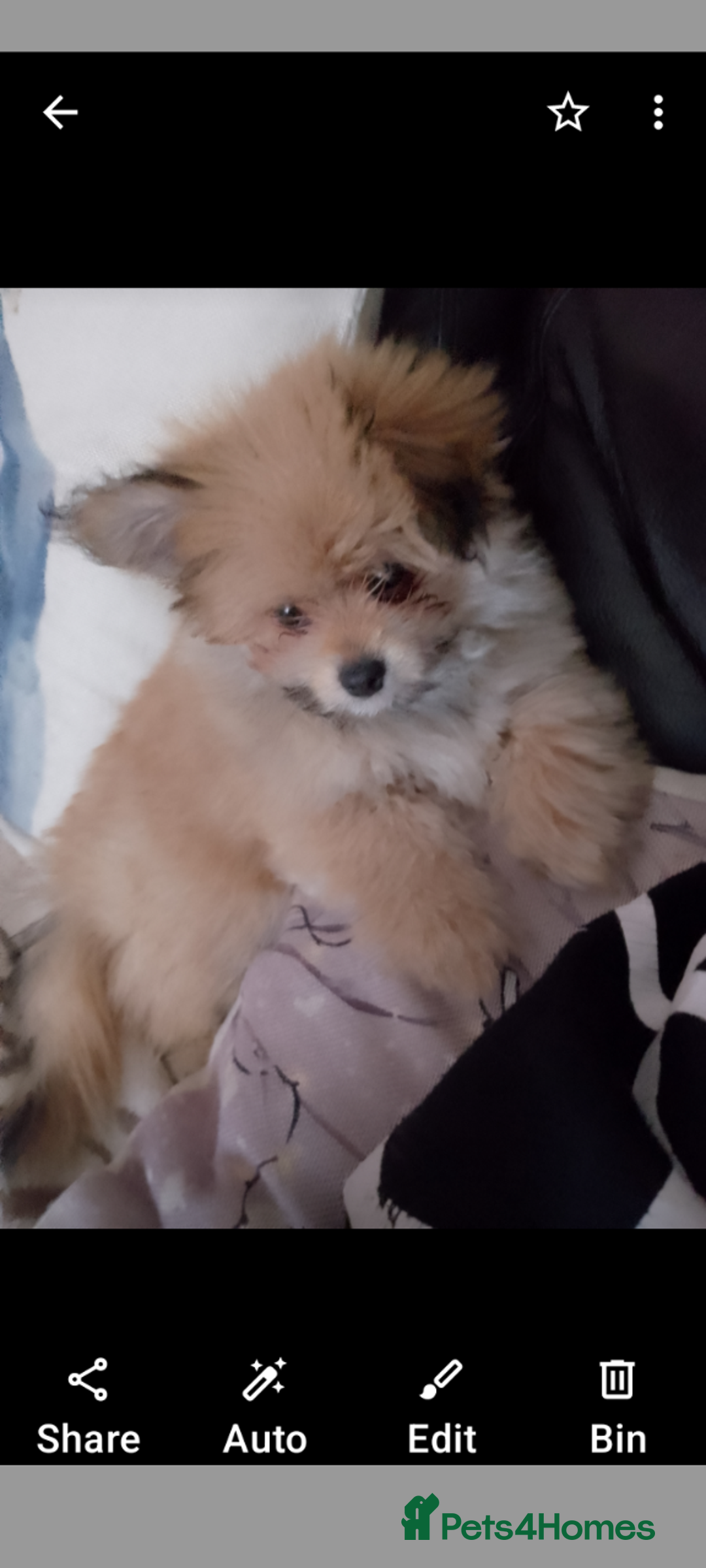 Mixed Breed dogs for sale: Gorgeous super fluffy puppy - Image 5