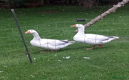 Geese poultry for sale: 2 Pilgrim geese - Image 1